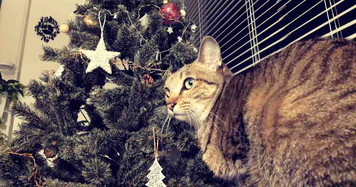 キラキラに興味津々!オーナメントはいつも狙われています…